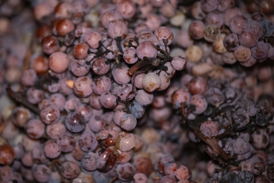 Nur noch wenige Trauben hängen dieser Tage an den Reben. Damit dürfte es in Sachsen nicht viel Eiswein geben.