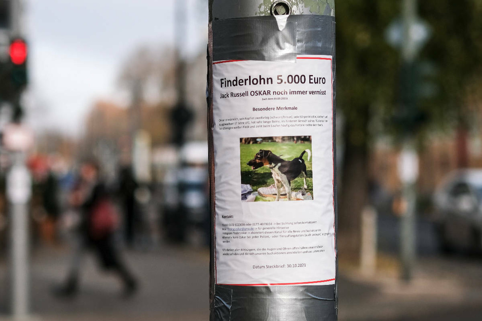 Auf einem Zettel an einem Laternenpfahl in Prenzlauer Berg wird mit einem Finderlohn nach dem vermissten Hund Oskar gesucht. Zahlreiche Berliner helfen bereits bei der Suche nach der süßen Fellnase.
