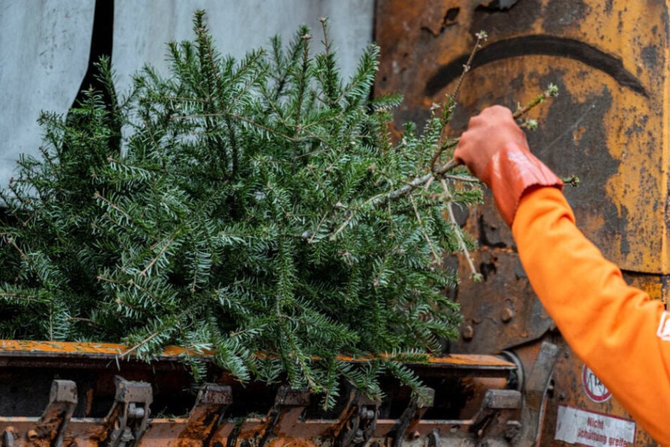 In der kommenden Woche werden in Chemnitz die Weihnachtsbäume eingesammelt. (Symbolbild)