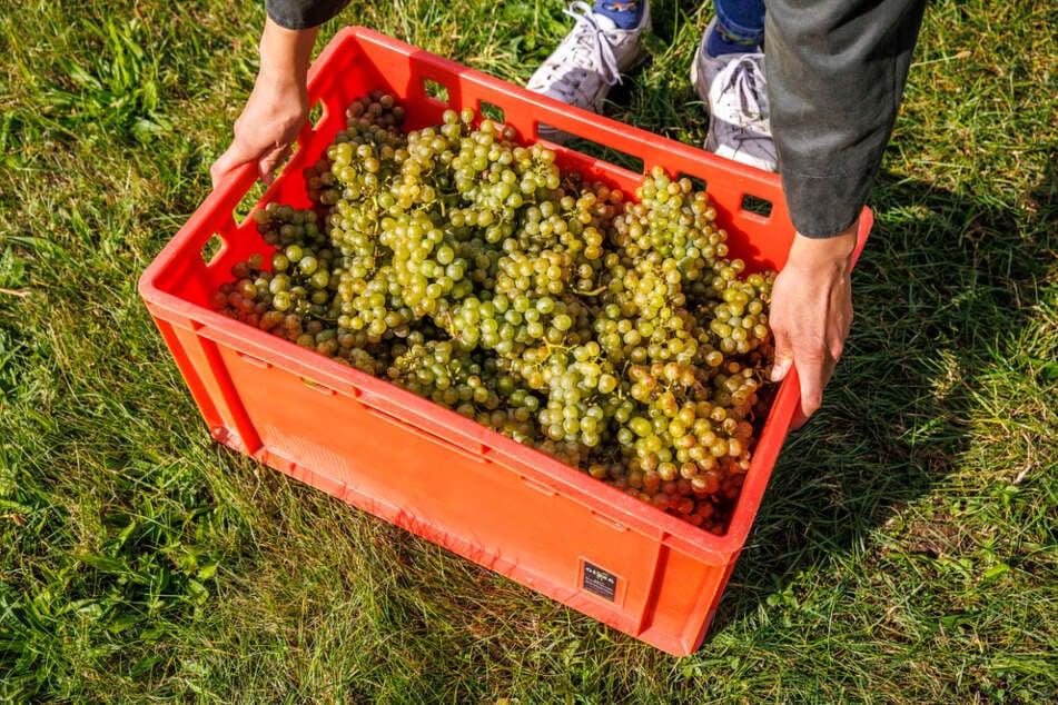 Die Traube Müller-Thurgau bildet den Auftakt der Weinlese-Saison. Im Anschluss daran geht es mit Weißburgunder weiter.