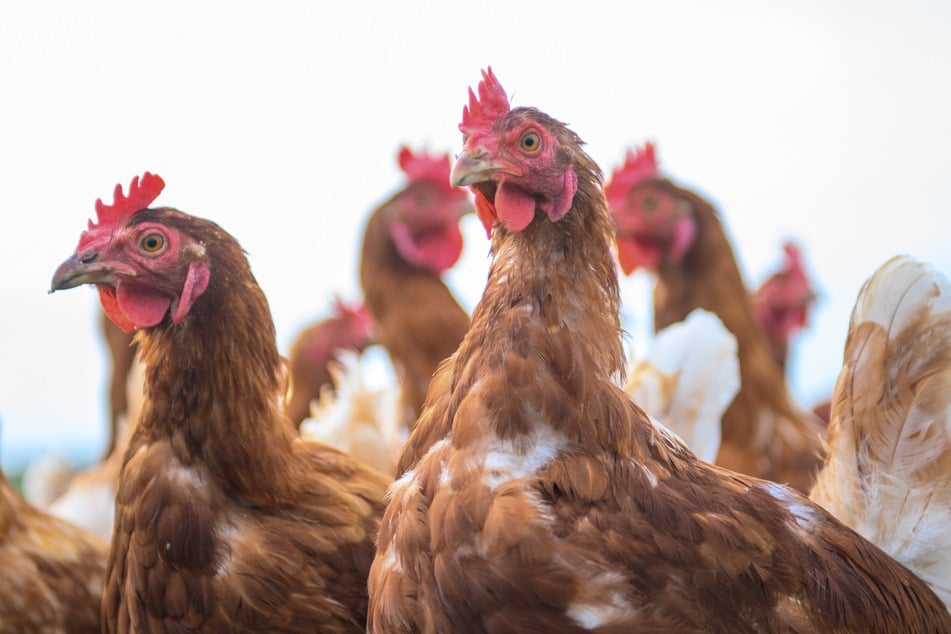 Noch ist die Lage in Sachsen überschaubar - noch.