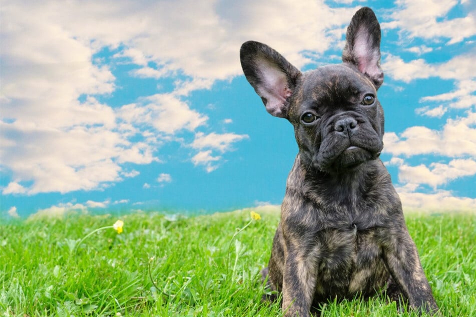 Süß, cool oder lustig: Die besten Hundenamen für Rüden