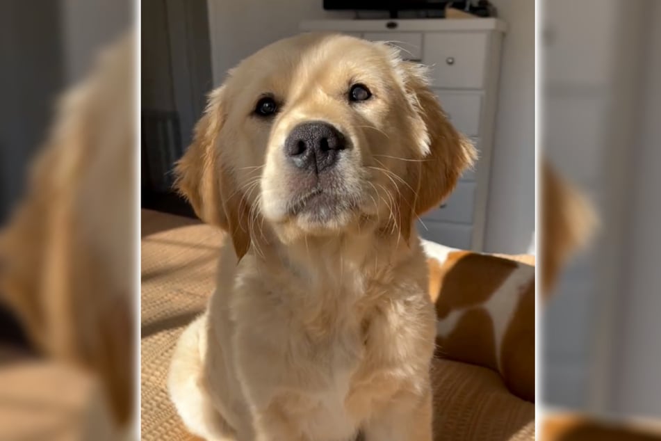 Le golden retriever Luka, âgé de douze mois, a semble-t-il senti que quelque chose n'allait pas avec Len.