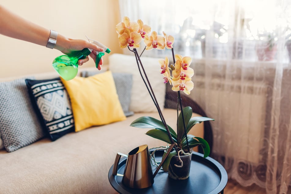 Üppige Blüten und sattgrüne Blätter sind Indikatoren dafür, dass es einer Orchidee gut geht.
