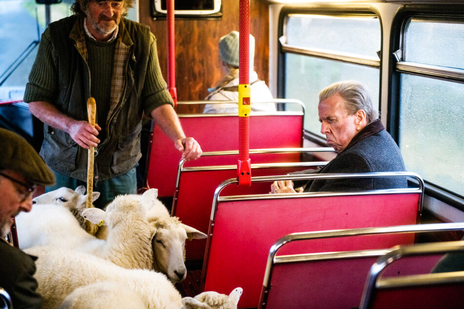 Mitreisende Schafe betrachtet Tom Harper (Timothy Spall, 65) zwar grimmig, ist ihnen aber wohlgesonnen.