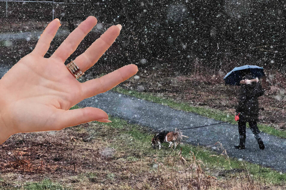 Der Hund des Finders erschnüffelte den menschlichen Körperteil. (Symbolbild)