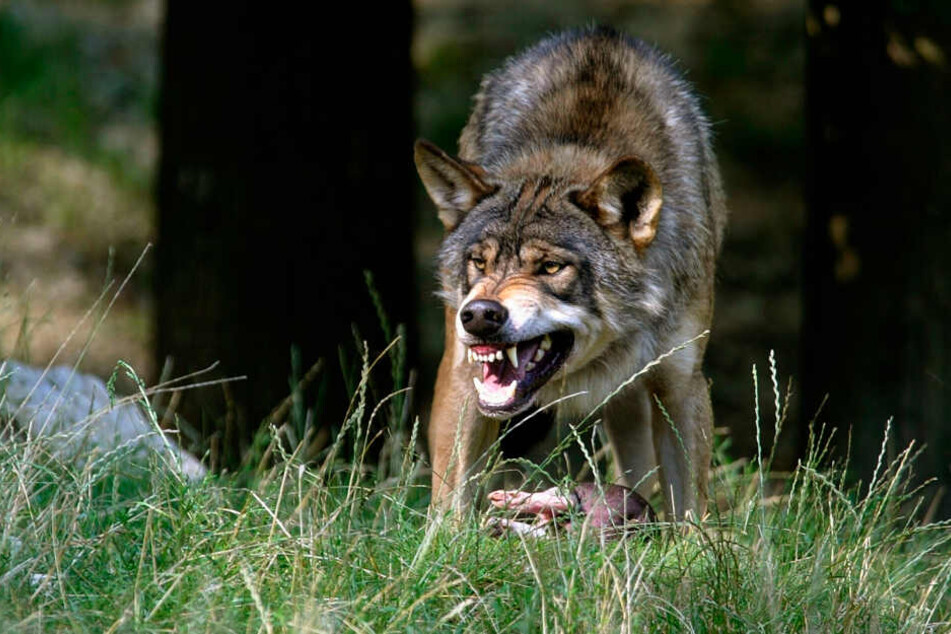 Ein Wolf wie dieser hat das Gehege geknackt. Viel von seiner Beute hatte Isegrim allerdings nicht.