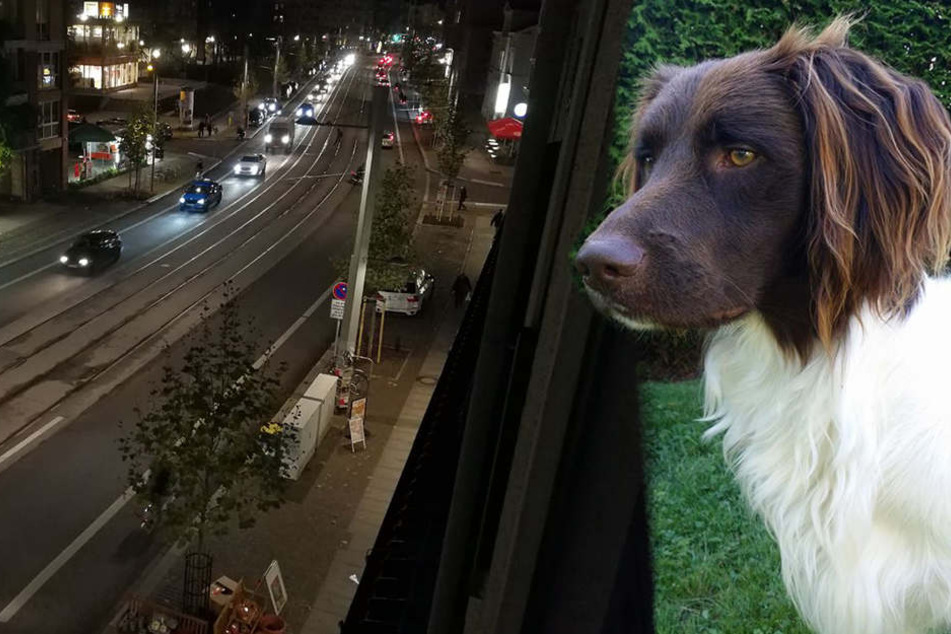 Der Münsterländer-Mischling wurde am Dienstagmorgen auf der Karl-Liebknecht-Straße in Leipzig beschossen.