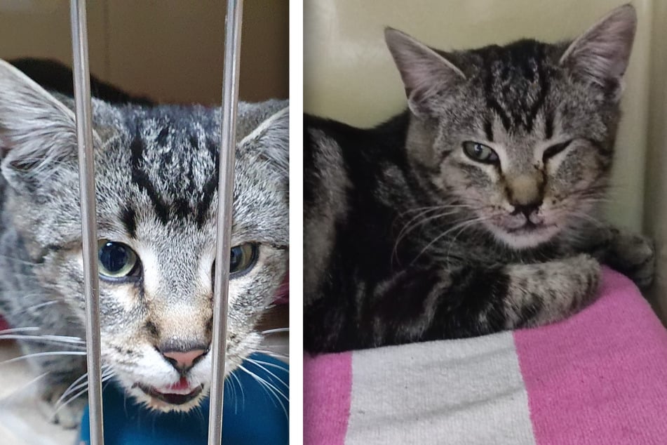 Tierquäler unterwegs! Kater Lucky aus fahrendem Auto geworfen