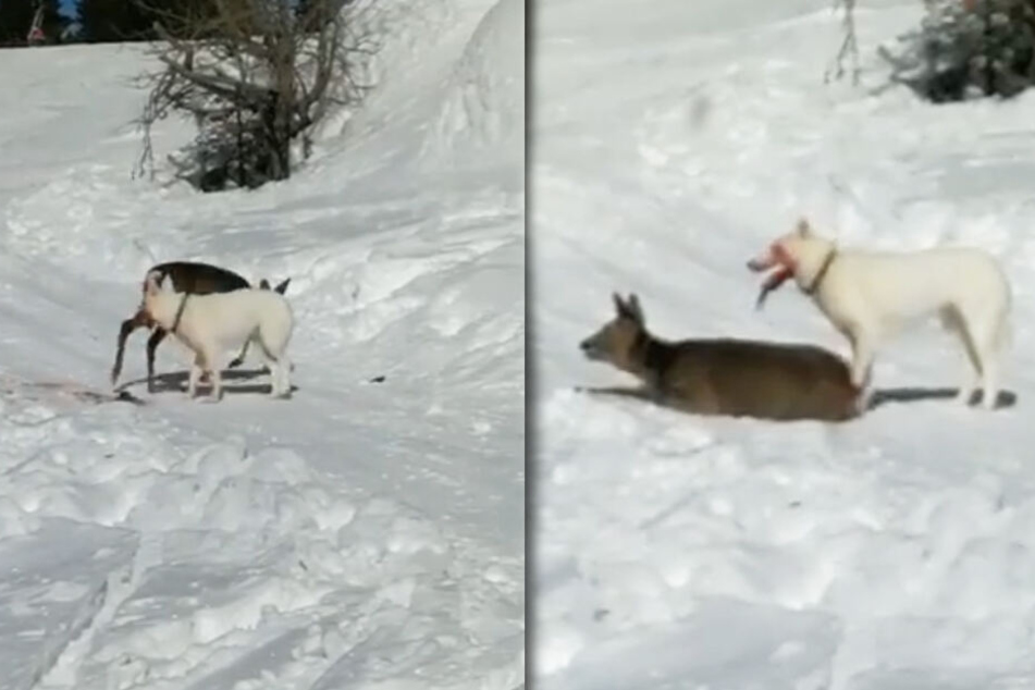 Das Video, das im Netz geteilt wird, zeigt den Angriff des Huskys.