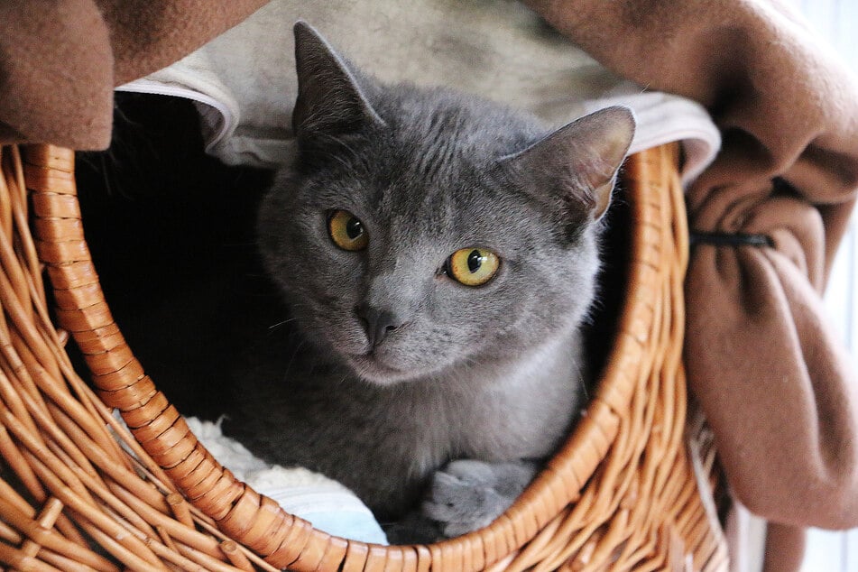 Maltese cats are quiet and mellow animals that typically work well in apartment settings.