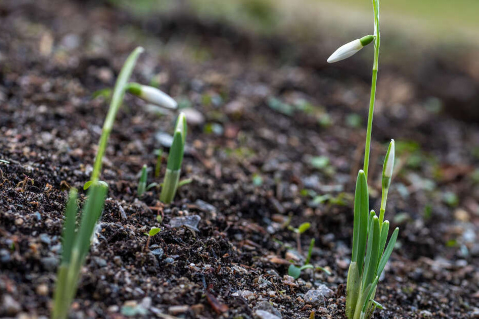 Schneeglöckchen haben im Botanischen Garten schon ihre Blüten geöffnet.