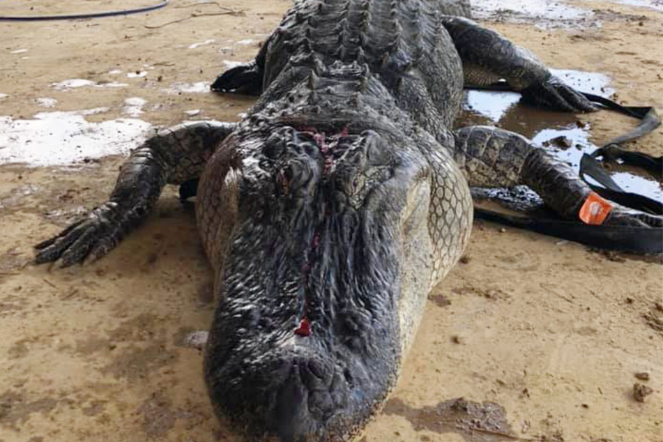 In Mississippi ist die Jagd auf Krokodile legal.