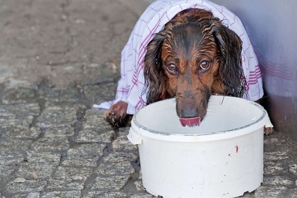 In letzter Sekunde wurde der Hund gerettet.