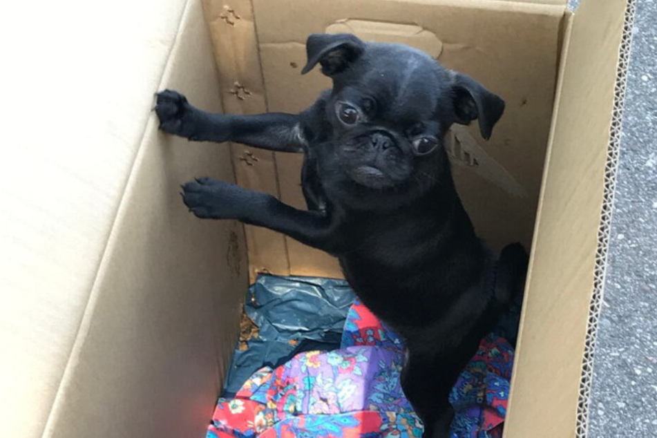 Der kleine Mops konnte aus seinem Schmuggelversteck befreit werden.