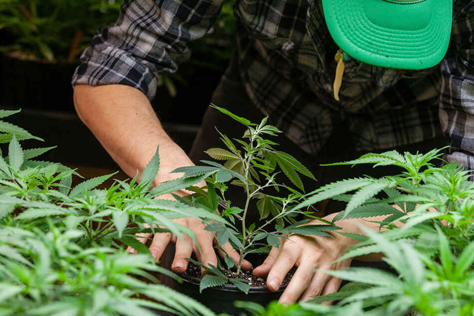 Der 25-Jähriger hatte in einem Wald in Crossen Cannabis angebaut. (Symbolbild)