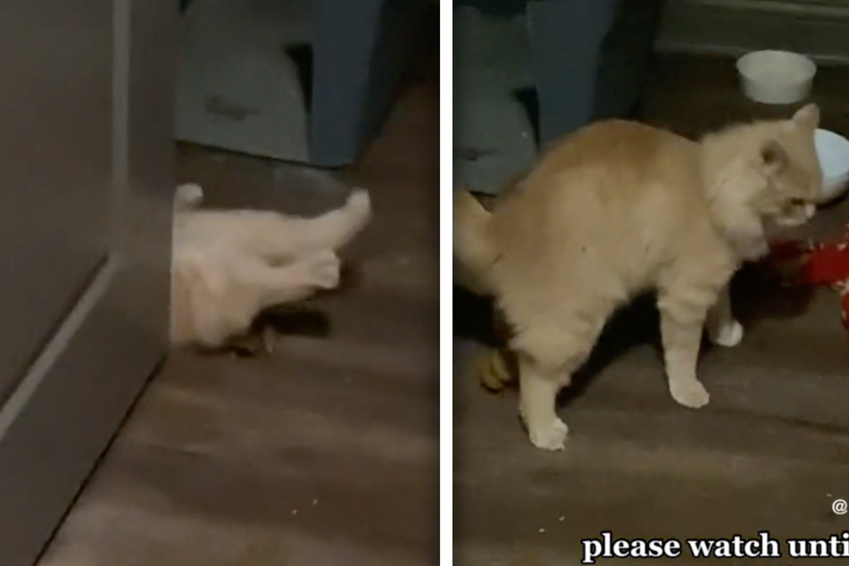 Cat delights owner with poopy surprise, but the feline's response has TikTok in tears!