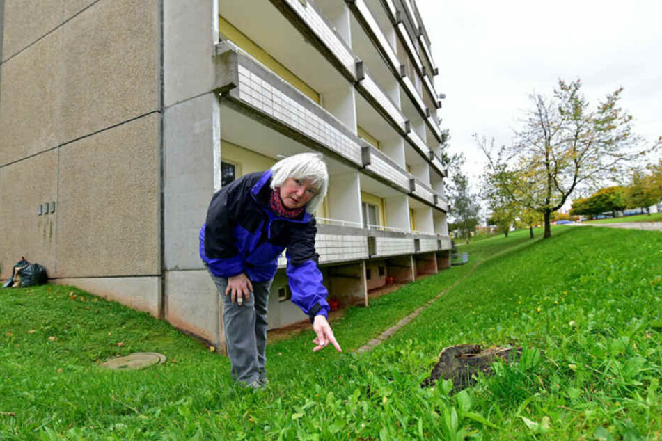 "Hier müssen die Katzen vom Balkon geflogen sein": Sylvia Meinig (57) machte den entsetzlichen Fund in Hutholz.