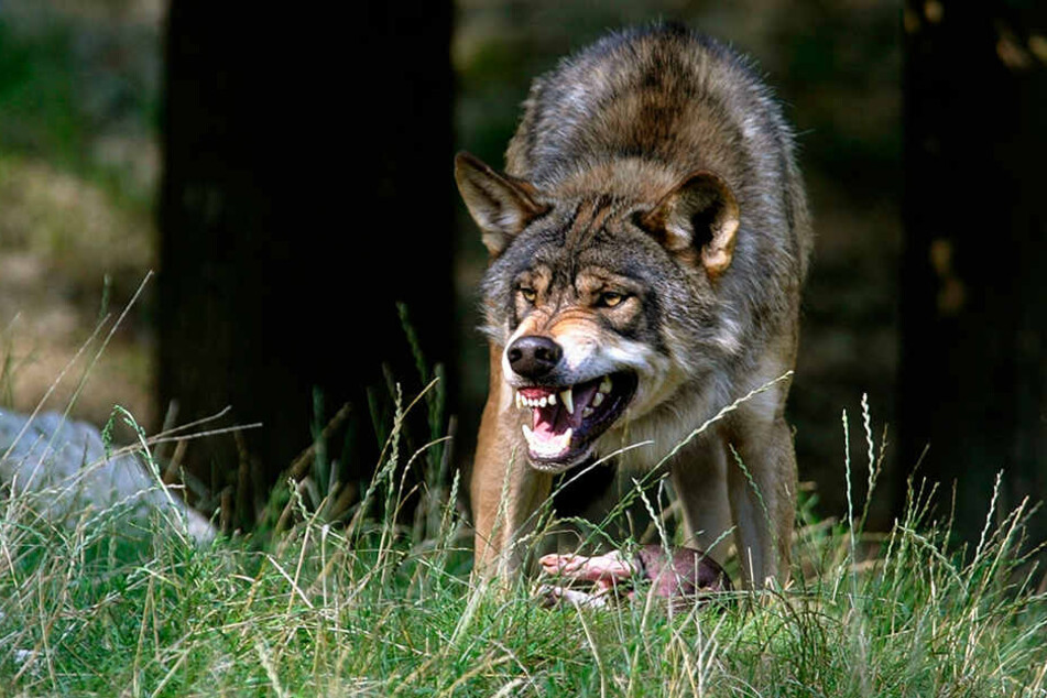 Im Erzgebirge werden immer häufiger Wölfe gesichtet.
