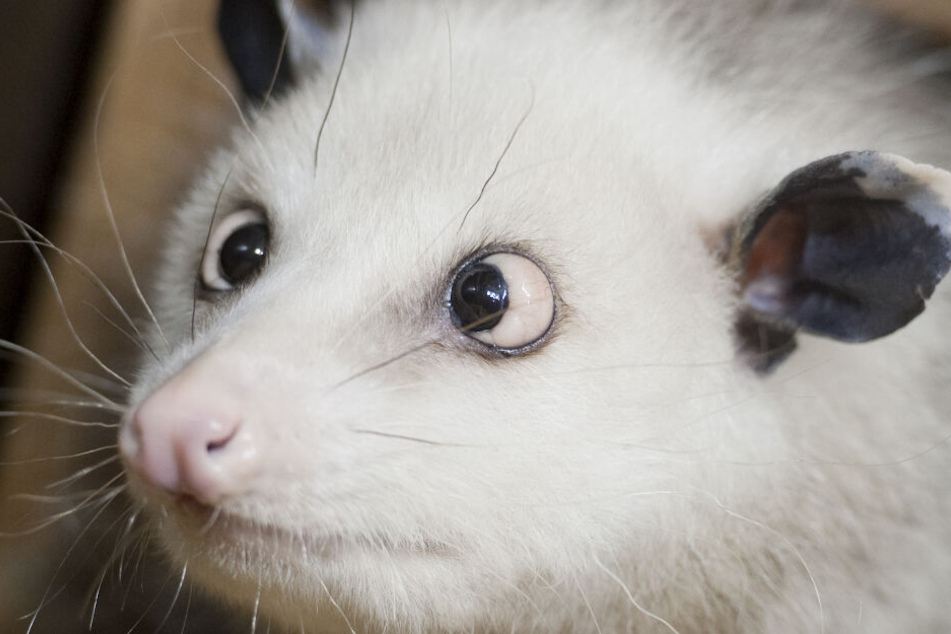 Da muss man einfach schmunzeln: Opossum Heidi bezauberte alle durch ihr starkes Schielen und ihre vorstehenden Augen.
