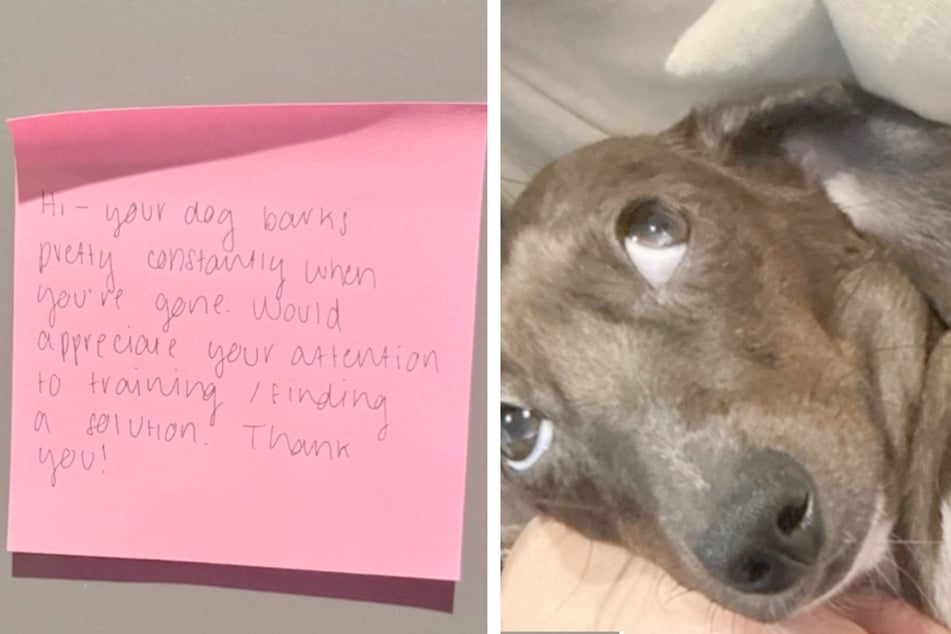 Ein Nachbar hatte sich bei einer Hundebesitzerin darüber beschwert, dass ihr Dackel oft bellen würde.