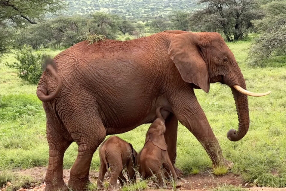 Alto and her newborn baby twin elephants at the Samburu National Reserve in Kenya.