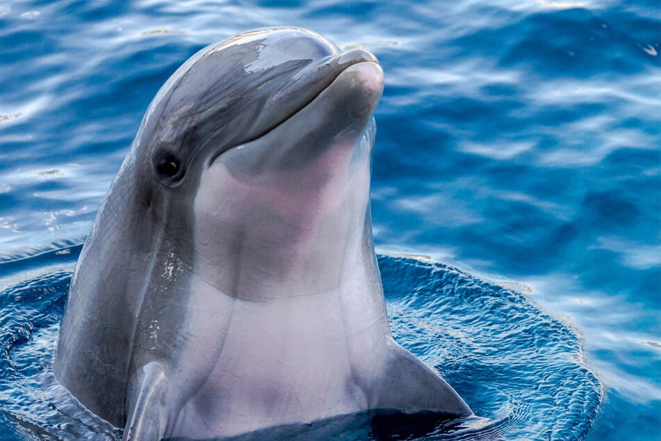 Dolphins are unbelievable creatures, but they're not particularly big.