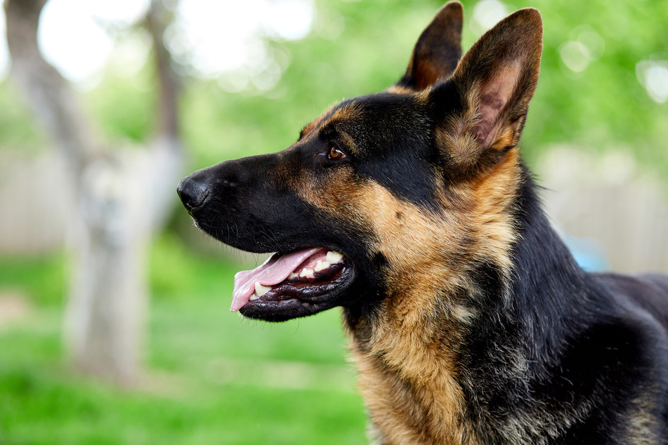 Ein schlauer Schäferhund ging in Siegburg scheinbar selbst Gassi und führte Polizisten zu einer versteckten Marihuana-Plantage. (Symbolfoto)
