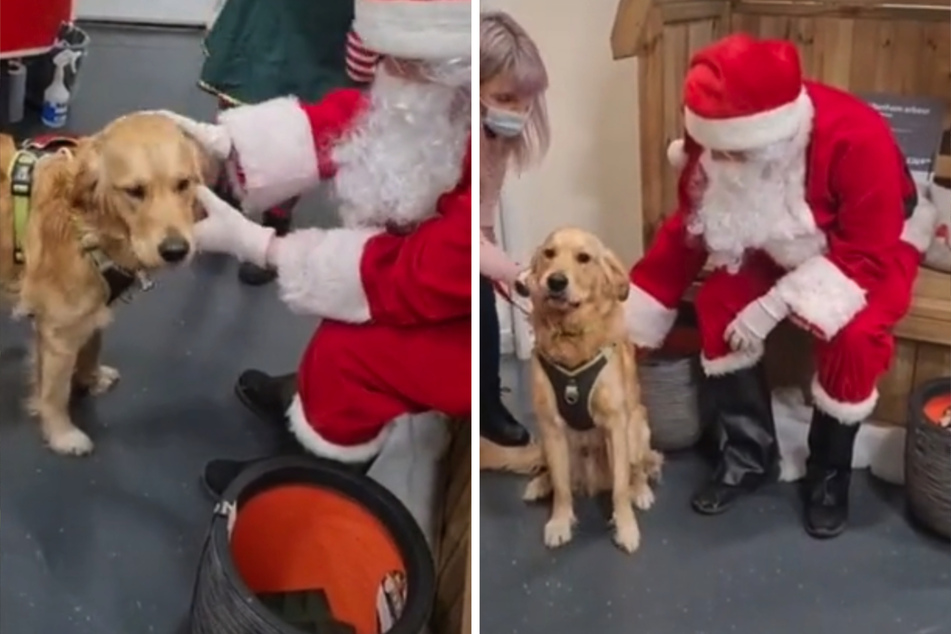 Aufregung vor Heiligabend: Hund pinkelt vor Santas Augen an den Weihnachtsbaum