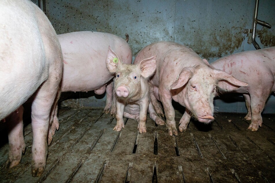 Auch Tönnies involviert: NRW-Mastbetrieb soll Schweine gequält haben - Anzeige!