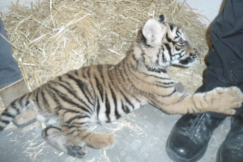 Das Tigerbaby befindet sich bis zum Ende der Ermittlungen in einer Auffangstation.