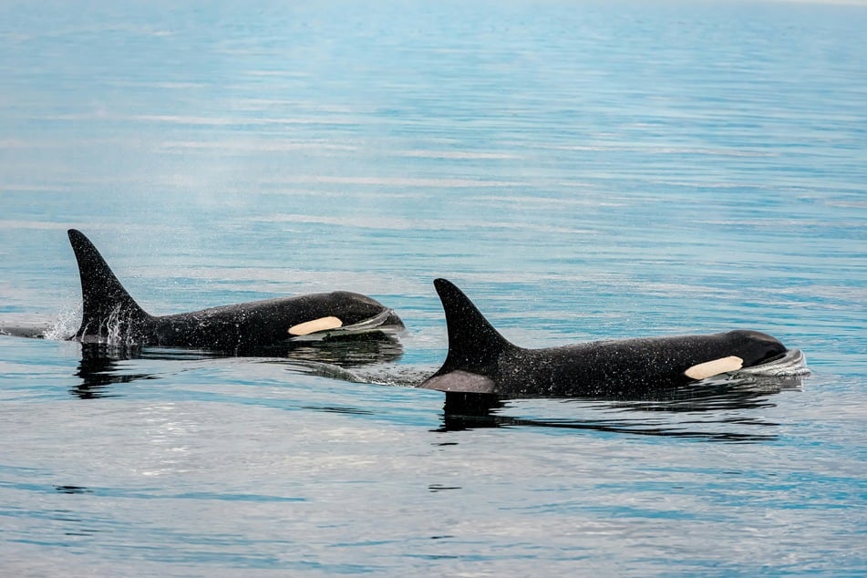 Whales are already known to frolic through seaweed in a practice called "kelping."