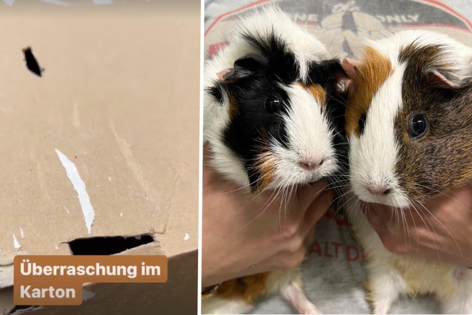 Meerschweinchen in zugeklebtem Karton ans Tierheim abgegeben