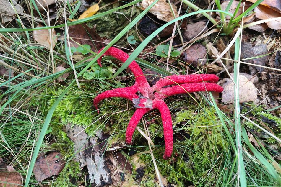 In den vergangenen Tagen wurde dieses Exemplar am Stausee Oberwald gefunden. Die sechs auffälligen, roten Arme erinnern optisch an Tentakeln eines Kraken.
