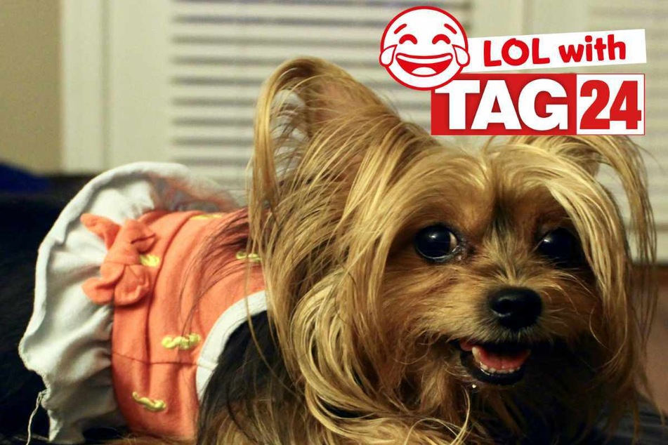 Joke of the Day for February 18, 2025: The best dog jokes to make you laugh