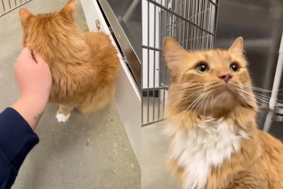 Kater Zeke wirkt verwirrt. Warum sollte er auch verstehen, dass er nach fünf Jahren plötzlich wieder ins Tierheim muss?