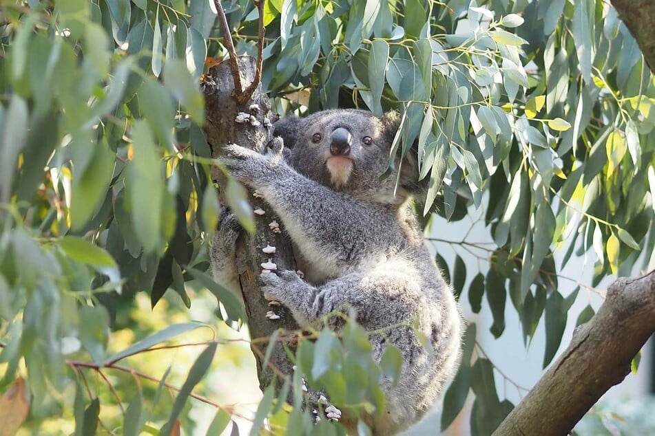 Im Herbst wurde das Koala-Jungtier Inala geboren. Mittlerweile wird sie immer größer und soll neue Dinge kennenlernen.