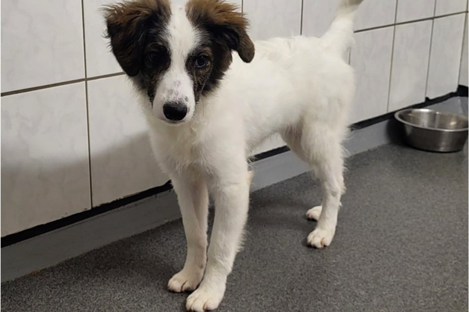Elsa ist zwar neugierig aber so ängstlich, dass sie immer versucht ihren Sicherheitsabstand einzuhalten.