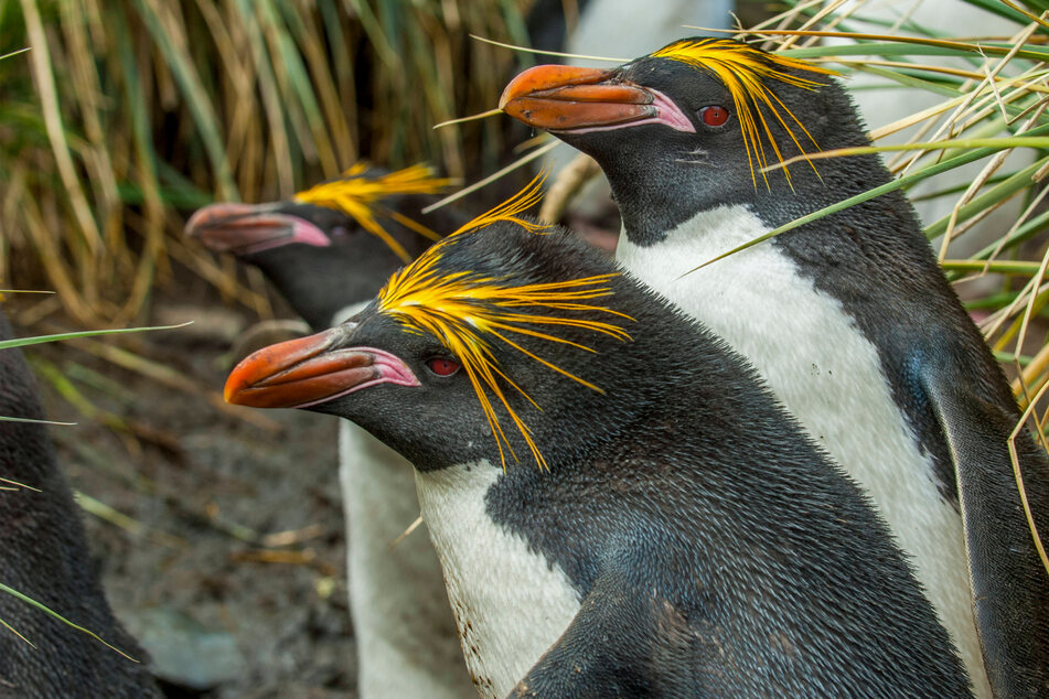 There are some remarkable penguins in the world, but the macaroni penguin takes the ticket.
