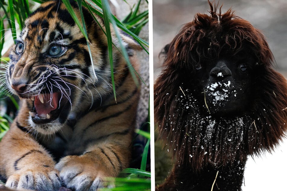 Frankfurt: Winter in Hessen: So meistern die Tiere im Frankfurter Zoo Eis und Kälte