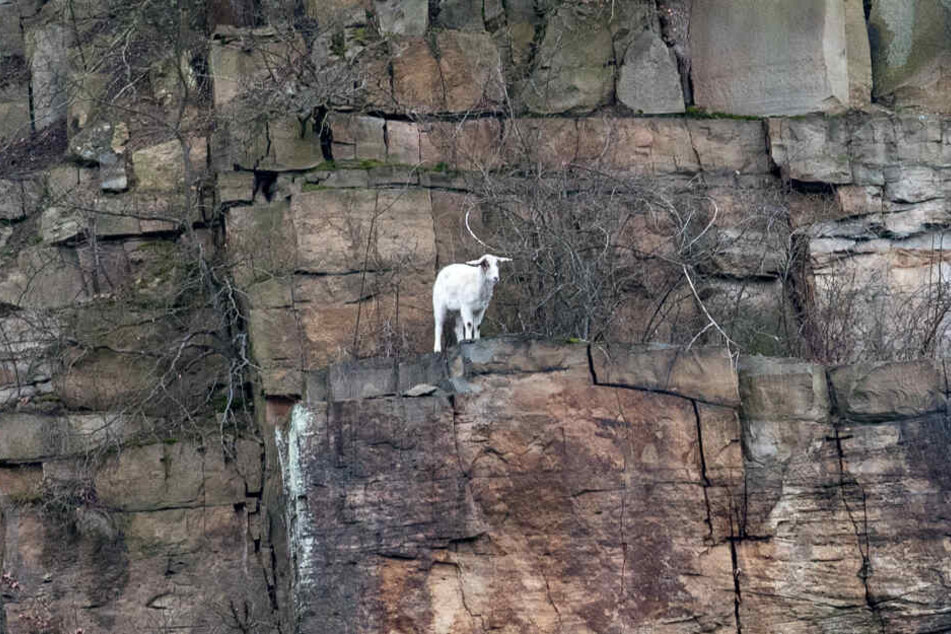 Eine Ziege steht im Grenzgebiet zwischen Nordrhein-Westfalen, Niedersachsen und Hessen in 80 Metern Höhe auf einem Felsen der Hannoverschen Klippen.