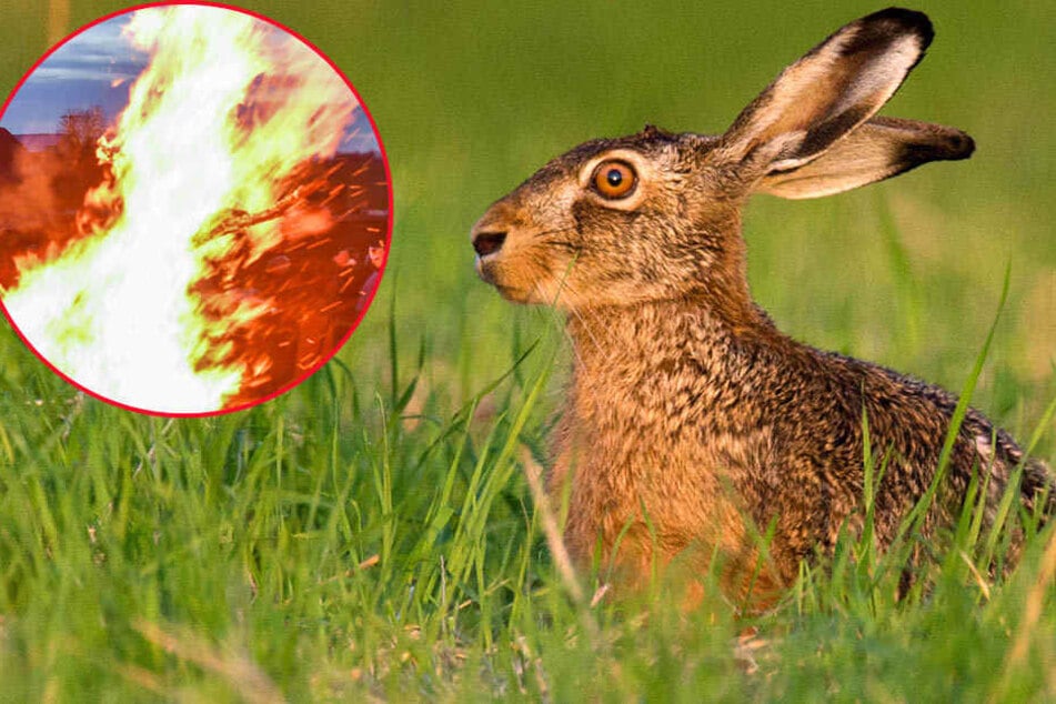 Die Hasengruppe in Großpösna wurde mit Hakenkreuzen beschmiert und angezündet.