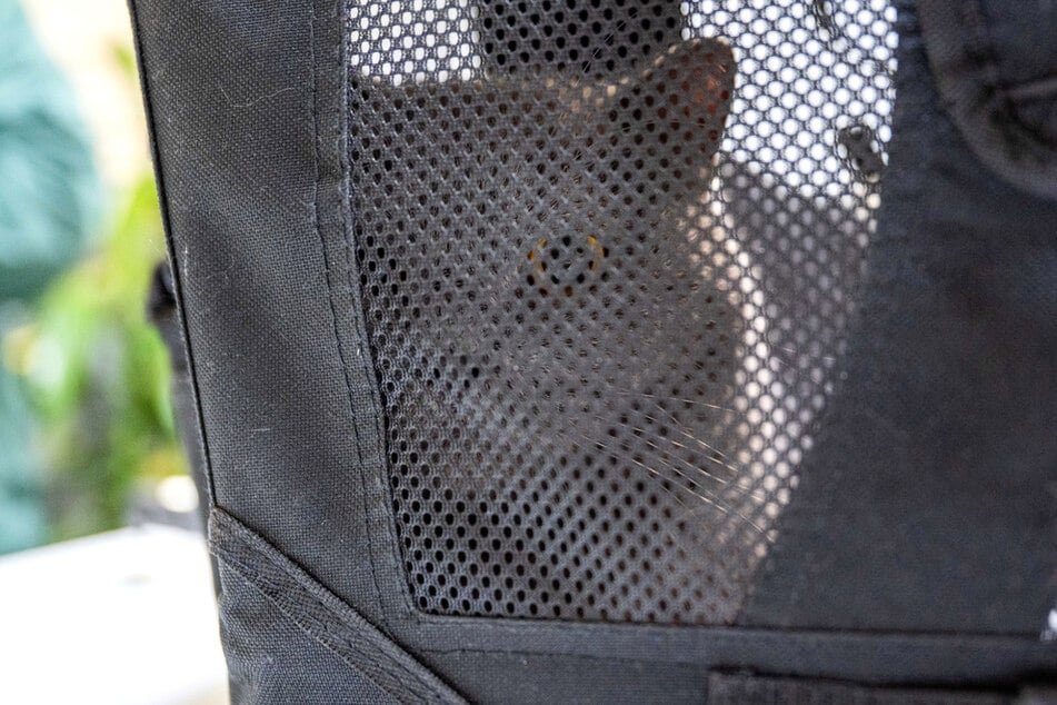 V období Vánoc bylo v Berlíně opuštěno, nalezeno nebo odevzdáno několik zvířat, například tato britská krátkosrstá kočka.