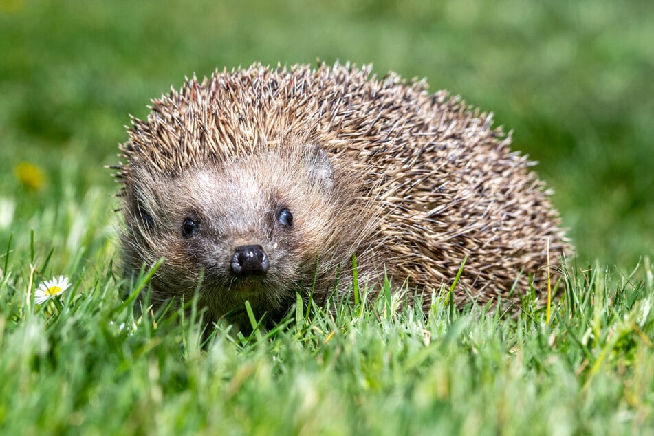 Igel sind nachtaktive Tiere. Ihre Bestände gehen in Deutschland zurück.
