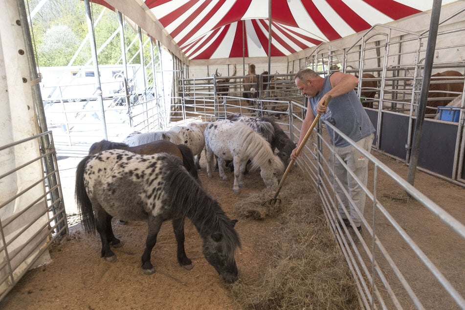 Gitanos Vater Marcus (56) kümmert sich fernab vom Trubel um die hungrigen Vierbeiner.
