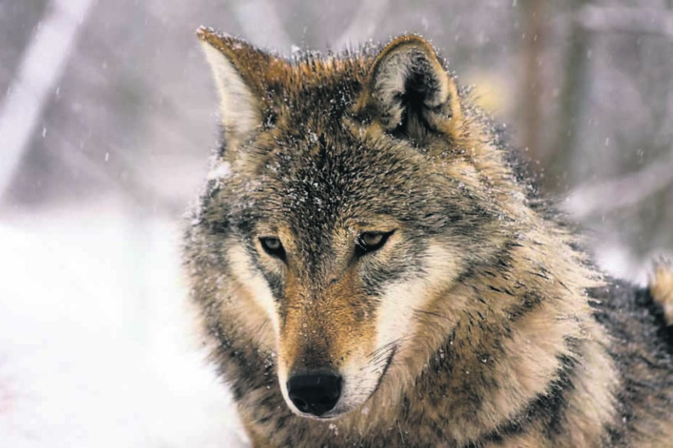 Er ist wieder da: Der Wolf ist im Erzgebirge gesichtet worden.