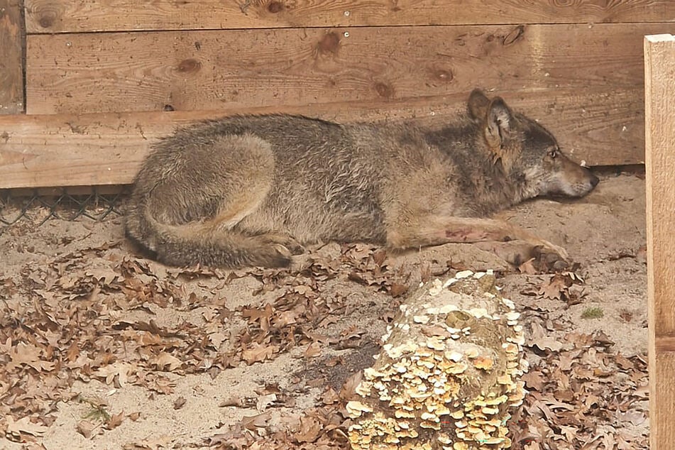Der Wolf, der eine Frau in Hamburg verletzt hat, befindet sich in einer Wildtierauffangstation bei Sachsenhagen.