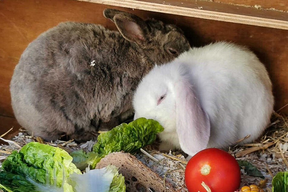 Diese beiden Kaninchen wurden gestohlen.