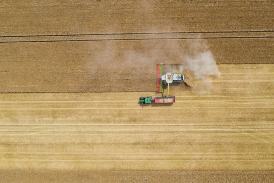 Ein Mähdrescher erntet ein Kornfeld an.