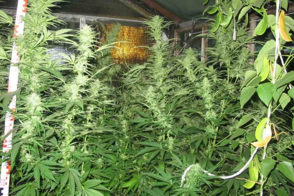 Ein 43-Jähriger hat in einer Kleingartenanlage Cannabis angebaut.